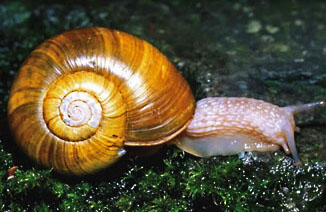 robust lancetooth  snail graphic